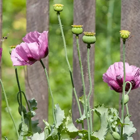 Vintage House Podliparska 컨트리하우스