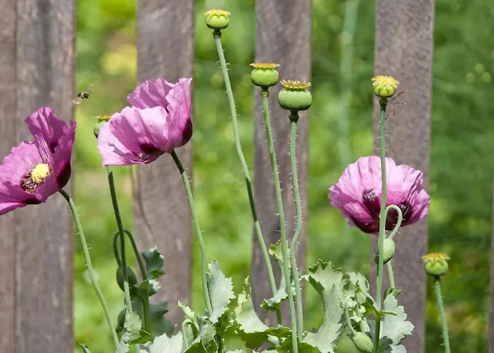 Vintage House Podliparska Летний дом